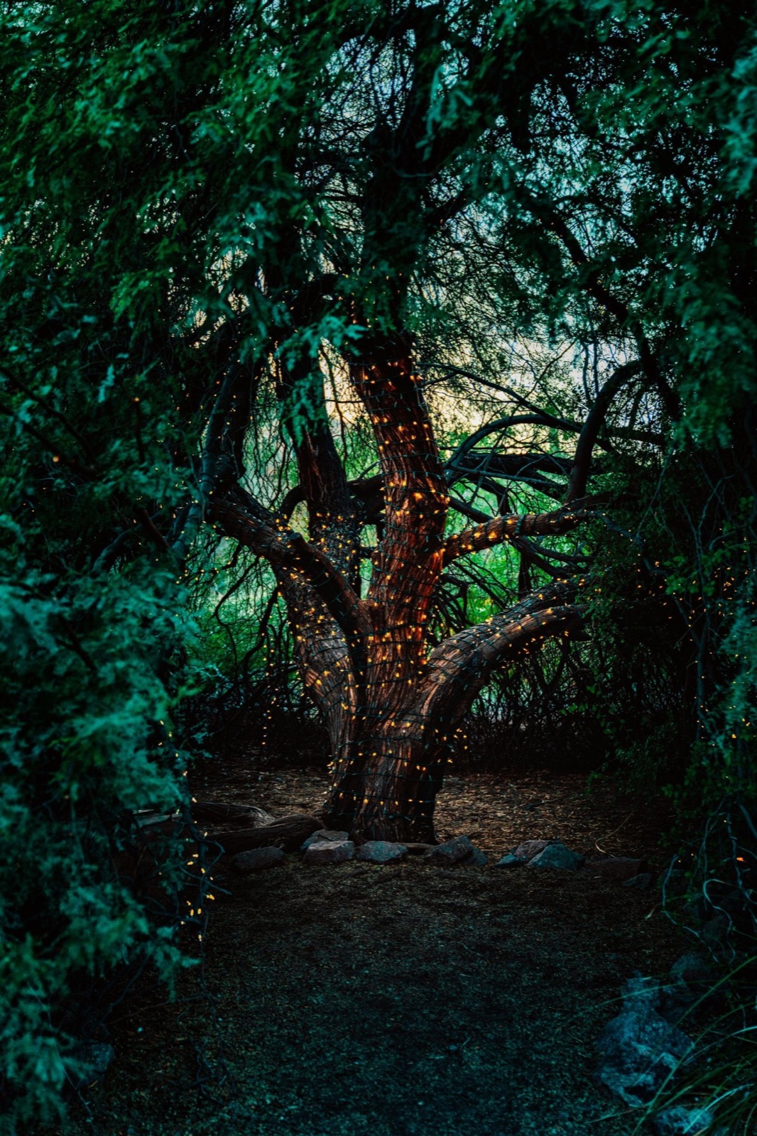 A large tree with a thick trunk and branches is wrapped in numerous small, glowing orange string lights.